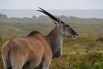 Antilope