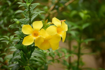 Beautiful yellow flower