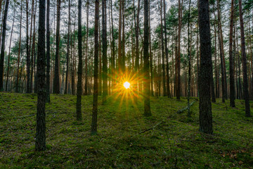 Forest sun