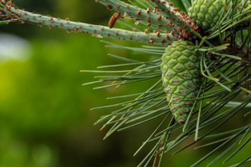 Young Coniferous cone in green and yellow color shows rough texture and pattern. Pine needle shape leaves with young cone in a forest