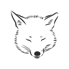 Fox portrait. Hand drawn vector illustration. Can be used separately from your design. portrait of a Fox, Fox head vector sketch illustration