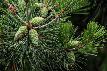 Fototapeta premium Young Coniferous cone in green and yellow color shows rough texture and pattern. Pine needle shape leaves with young cone in a forest