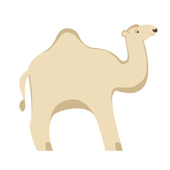  camel flat style