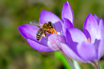 Flying bee at a purple crocus flower blossom