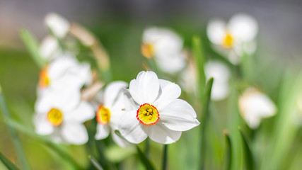 White daffodils (narcissus poeticus) close up. Selective focus, blurred background.