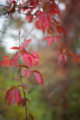 red autumn leaves