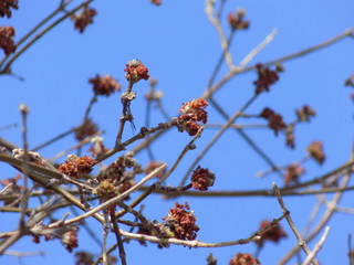 Sunny spring day. Leaves bloom on the branches of plants.