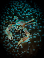 Porcelain anemone crab