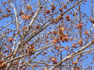 Sunny spring day. Leaves bloom on the branches of plants.