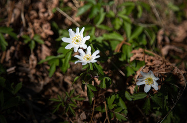 
Anemone flowers of an oak forest in a spring morning