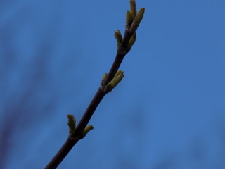 Sunny spring day. Leaves bloom on the branches of plants.