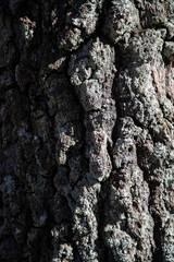 
Oak bark in the morning light