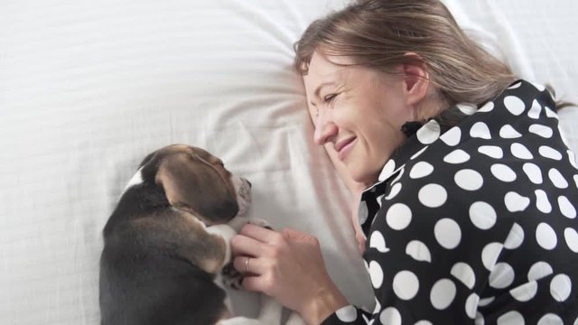 A woman with a cute puppy beagle lies in bed and strokes the dog.