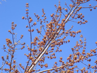 Sunny spring day. Leaves bloom on the branches of plants.