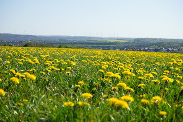 Fototapeta premium Wiese mit gelben Löwenzahn Blüten, im Hintergrund Täler, Hügel und Dörfer