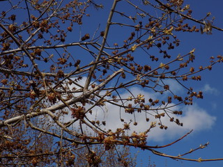 Sunny spring day. Leaves bloom on the branches of plants.