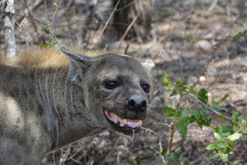 Hyäne im Kruger Nationalpark