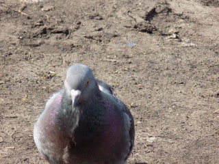 Fototapeta premium Sunny day. Pigeons on a walk.
