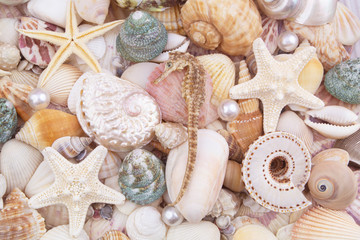 Sea life and ocean bottom concept for wallpapers and post cards. Seashells, starfishes, sea urchin, seahorse, pearls.