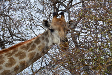 Giraffe im Kruger Nationalpark