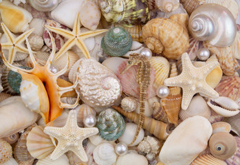 Seashells, starfishes, sea urchin, seahorse, pearls.