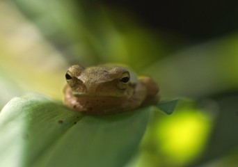 frog is an insect-eating amphibian that lives in fresh water or on land. features a slippery frog, brownish, longer hind legs, good at jumping and swimming