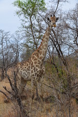 Giraffe im Kruger Nationalpark