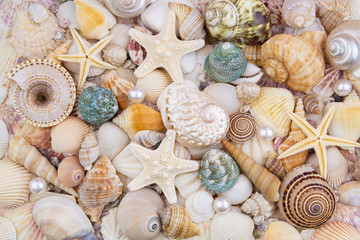 Seashells background, lots of amazing seashells with pearls, coral and starfishes mixed