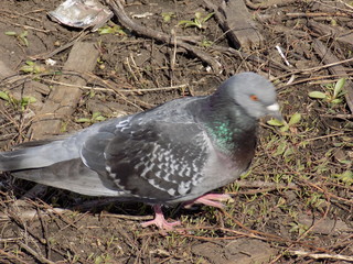 Fototapeta premium Sunny day. Pigeons on a walk.