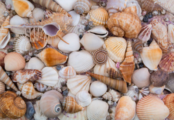 Tropical seashells collection as background