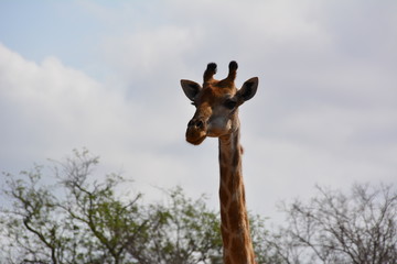 Naklejka premium Giraffe im Kruger Nationalpark