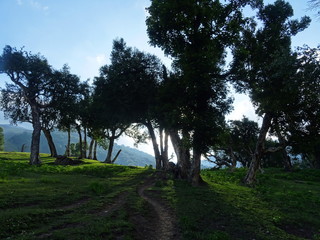 silver birch trees in the evening
