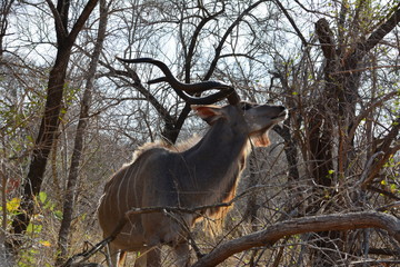 weibliche Kudu Kuh