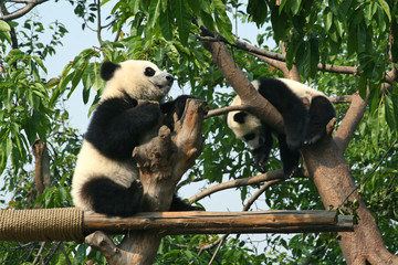 Playful giant panda cub in tree