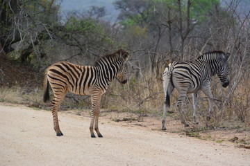 Fototapeta na wymiar junges Zebra