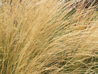 background of yellow dry ears