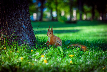 a red squirrel sitting near a tree