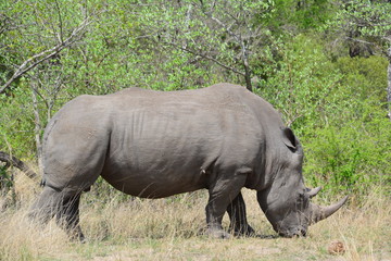 Obraz premium Nashorn im Kruger Nationalpark