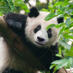 Obraz premium Giant panda bear climbing in tree