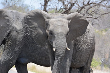 Elefant