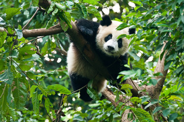 Giant panda bear climbing in tree