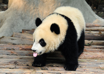 Cute giant panda bear sticking out tongue