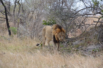 Löwe - Kruger Nationalpark