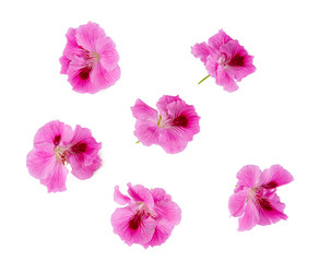 pink geranium flower isolated on white background
