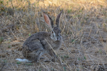 Hase im Kruger Nationalpark