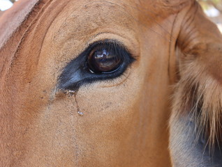 Close up view of the eye of a beautiful brown cow. 