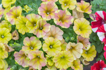 Spring outdoor dense colored morning glory，Ipmoea cairica