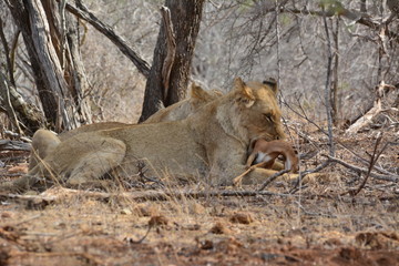 Fototapeta na wymiar Löwe isst einen Steinbock - Kruger Nationalpark