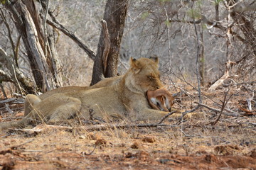 Naklejka na ściany i meble Löwe isst einen Steinbock - Kruger Nationalpark