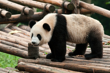 Giant panda bear posing
